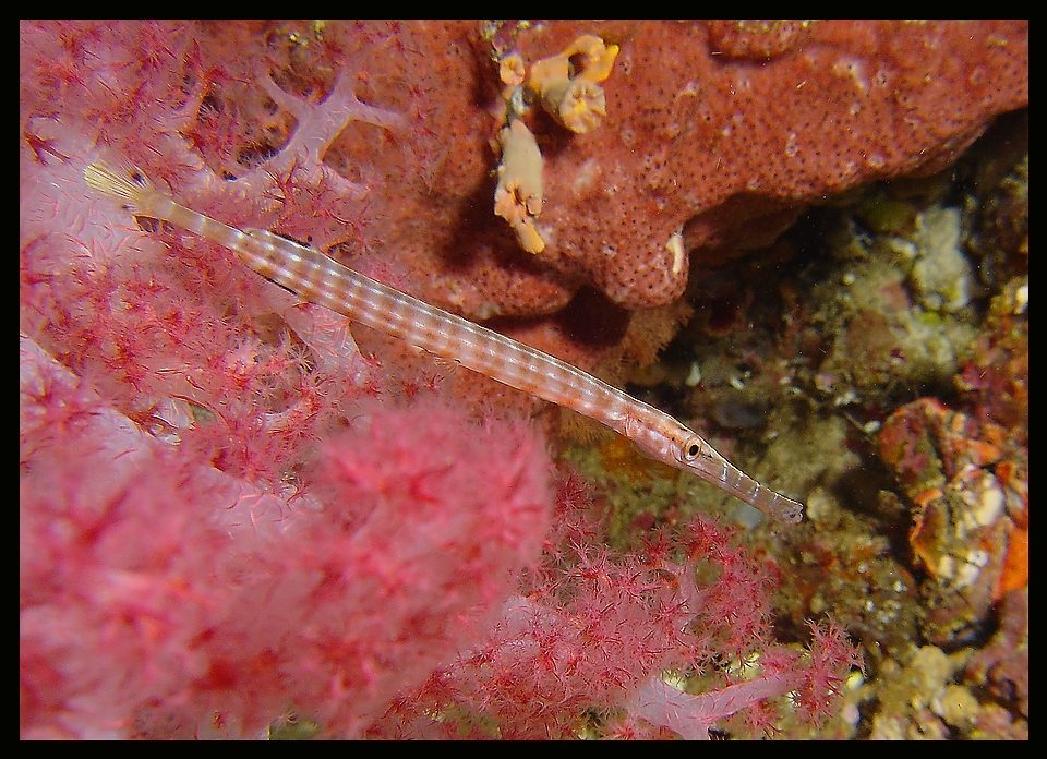 Rosa Flötenfisch, Sulawesi Mai 2006