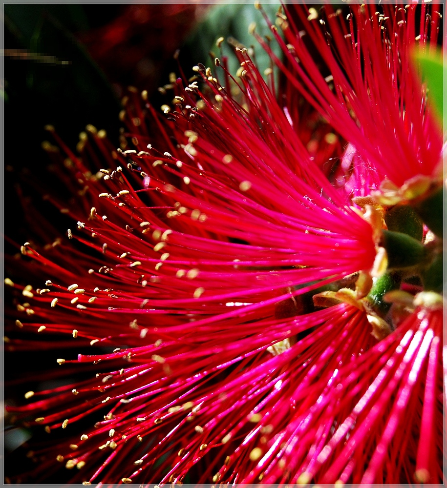 rosa flower