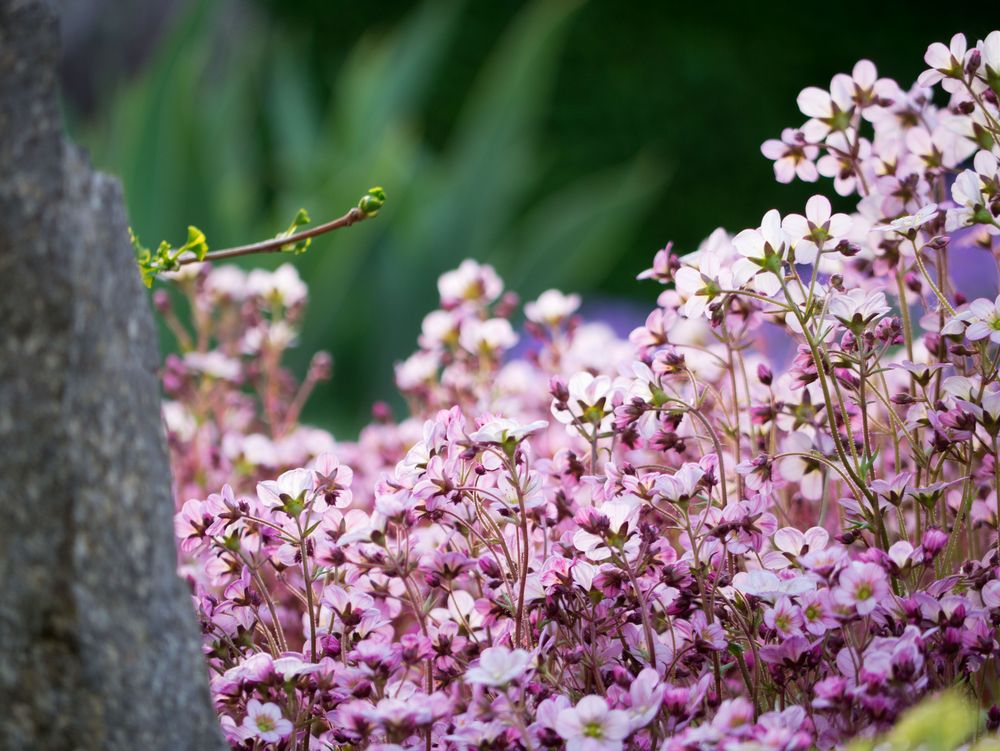 Rosa Flower Power von Babylöwe 