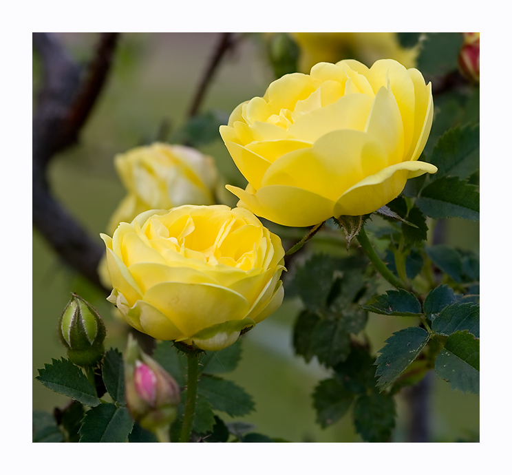 Rosa foetida 'Persiana'