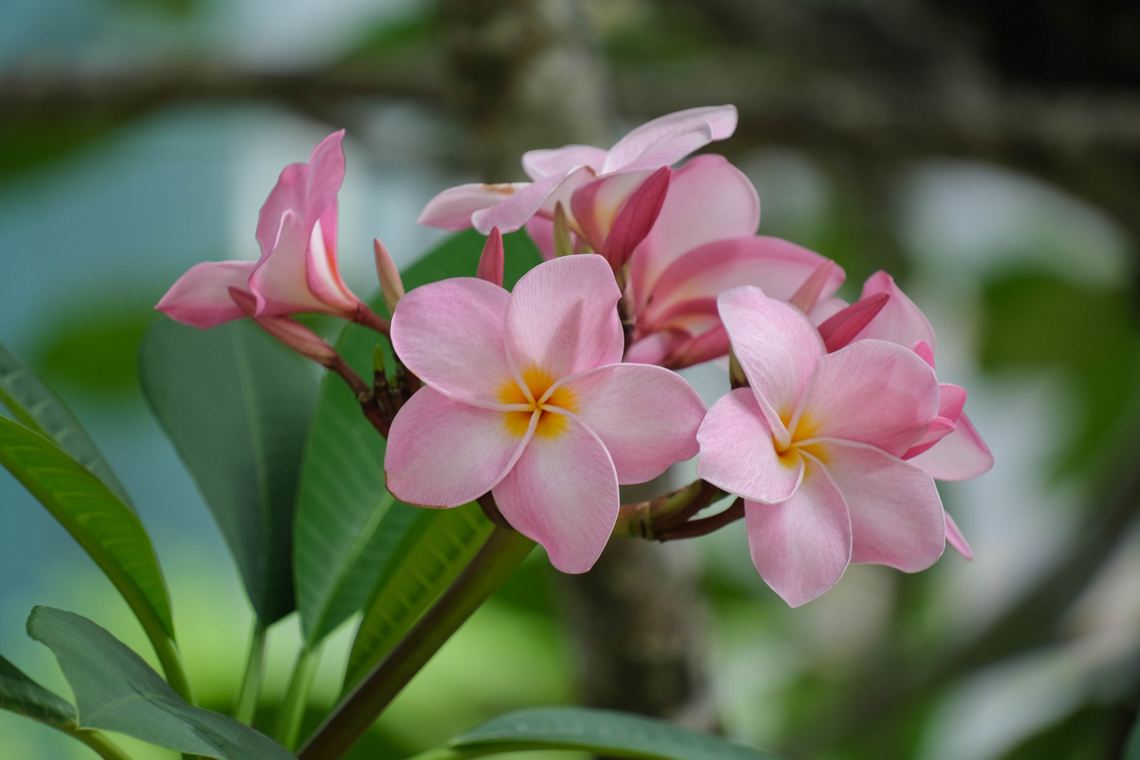 ...rosa Frangipani...