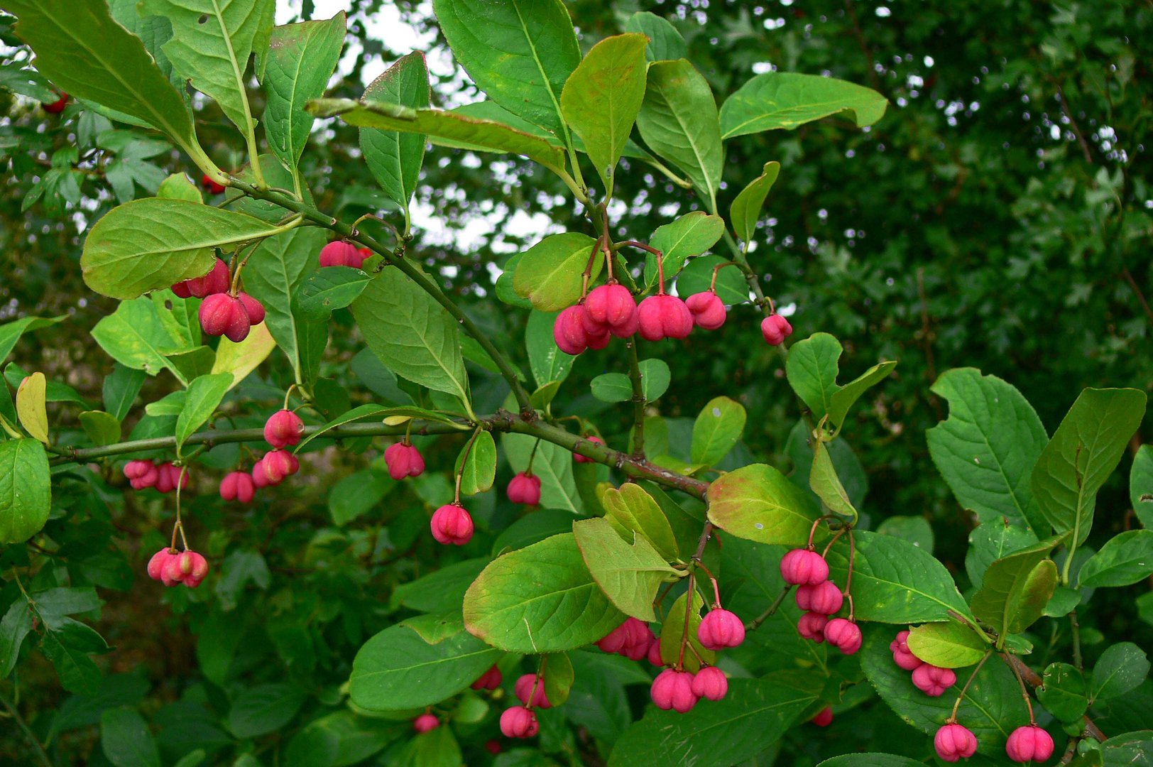 Rosa Früchte