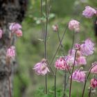 Rosa Frühling