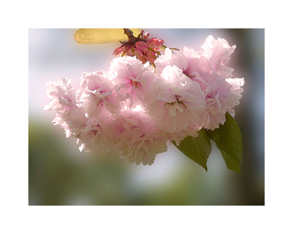 rosa Frühling
