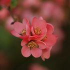 Rosa Frühling