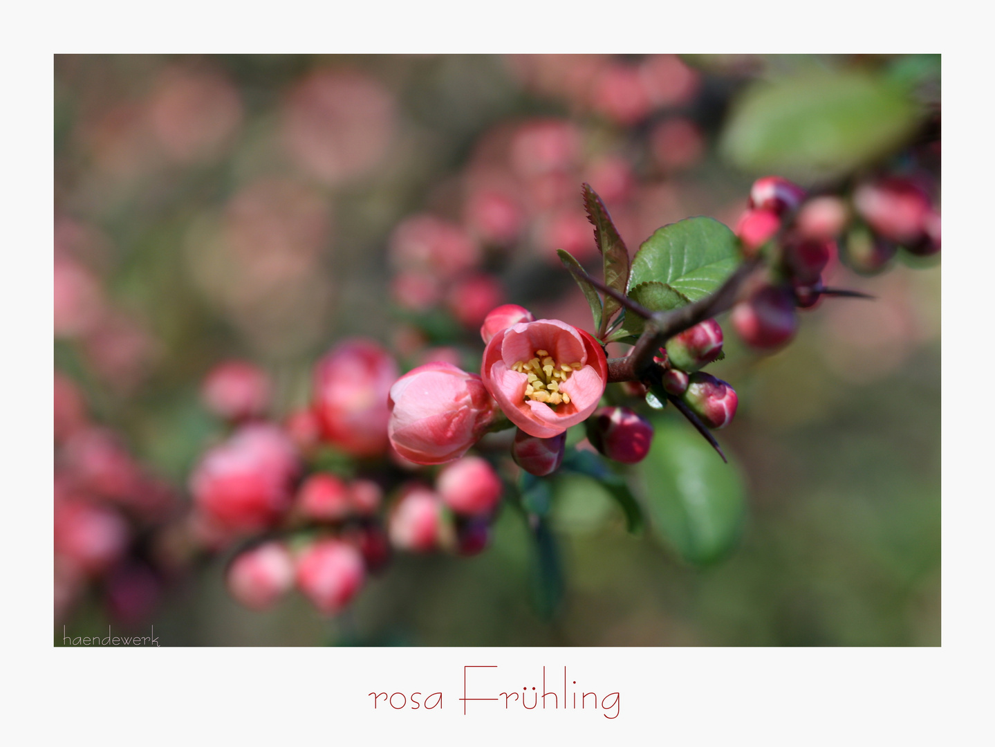 rosa Frühling