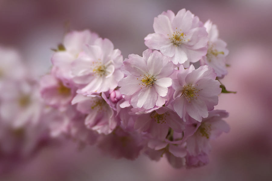 rosa Frühling