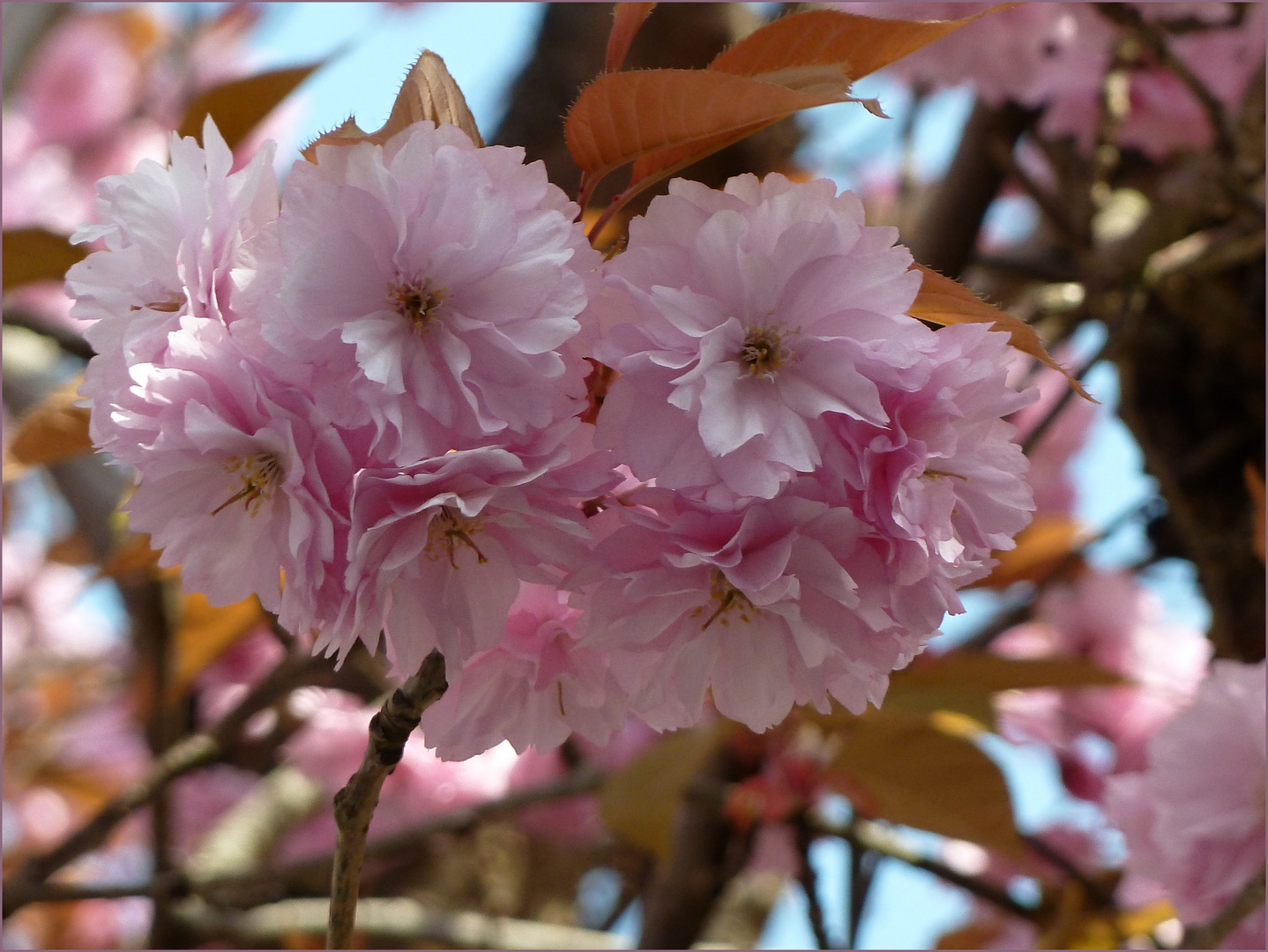 rosa Frühling