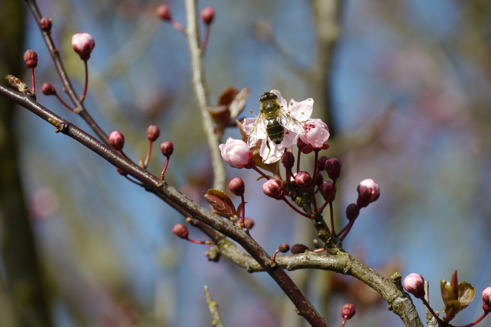 Rosa Frühlingsblüten