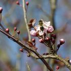 Rosa Frühlingsblüten