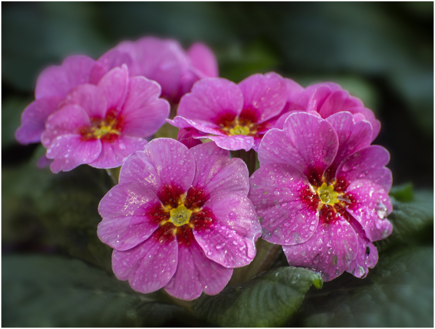 Rosa Frühlingsblumen