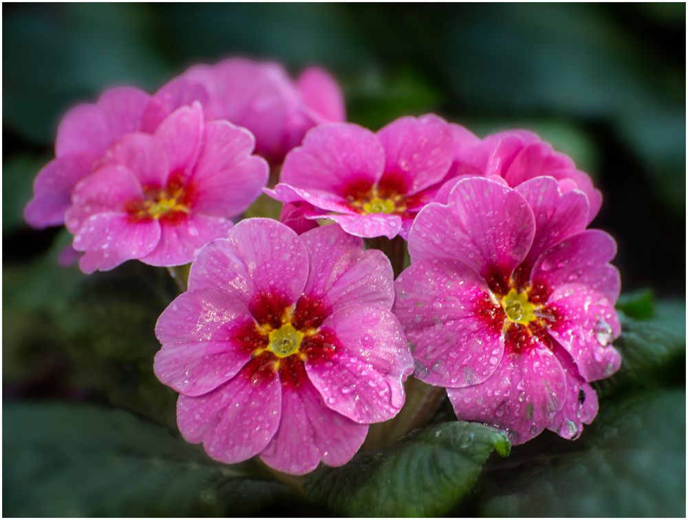 Rosa Frühlingsblumen