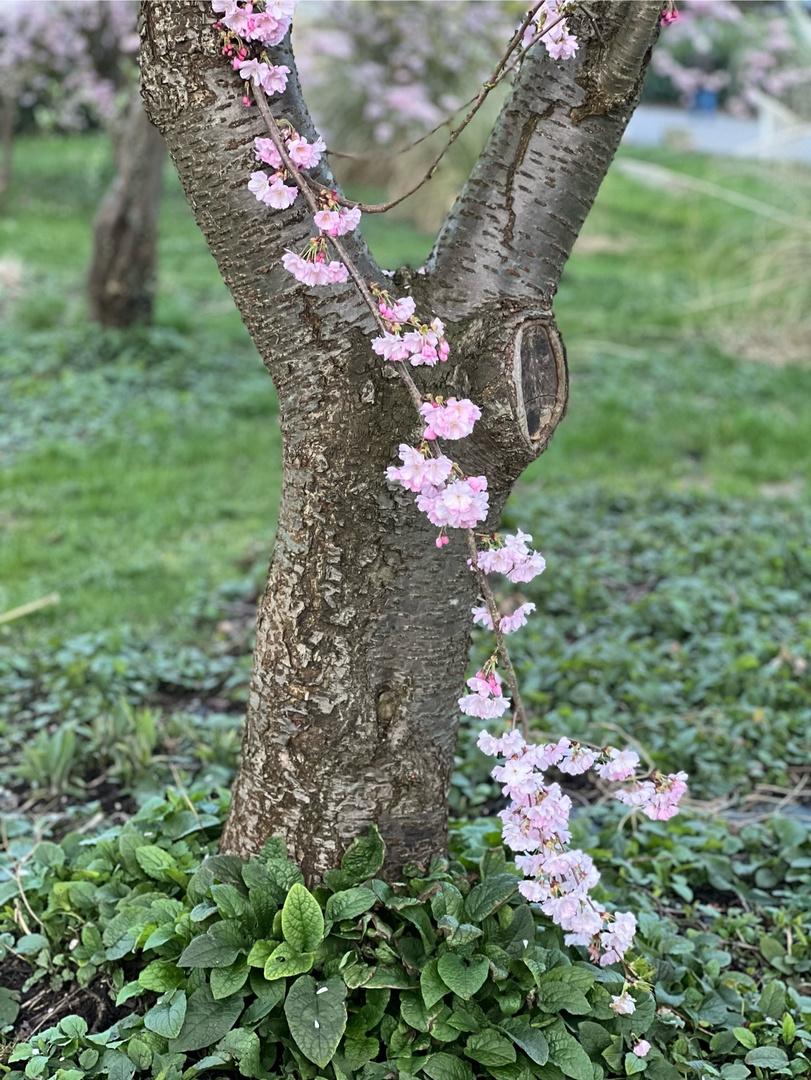 rosa Frühlingsboten