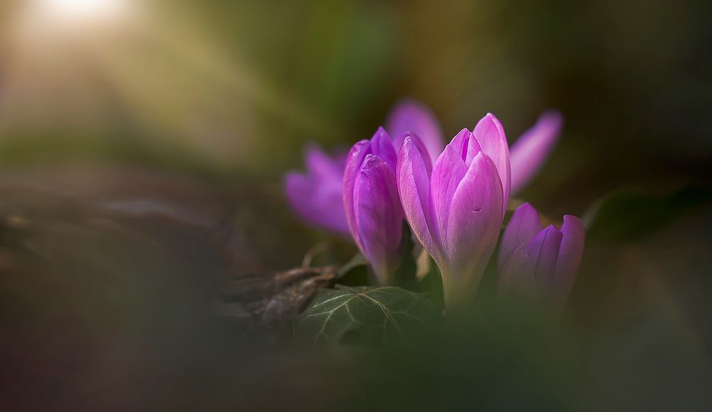 Rosa Frühlingsgrüße :-)