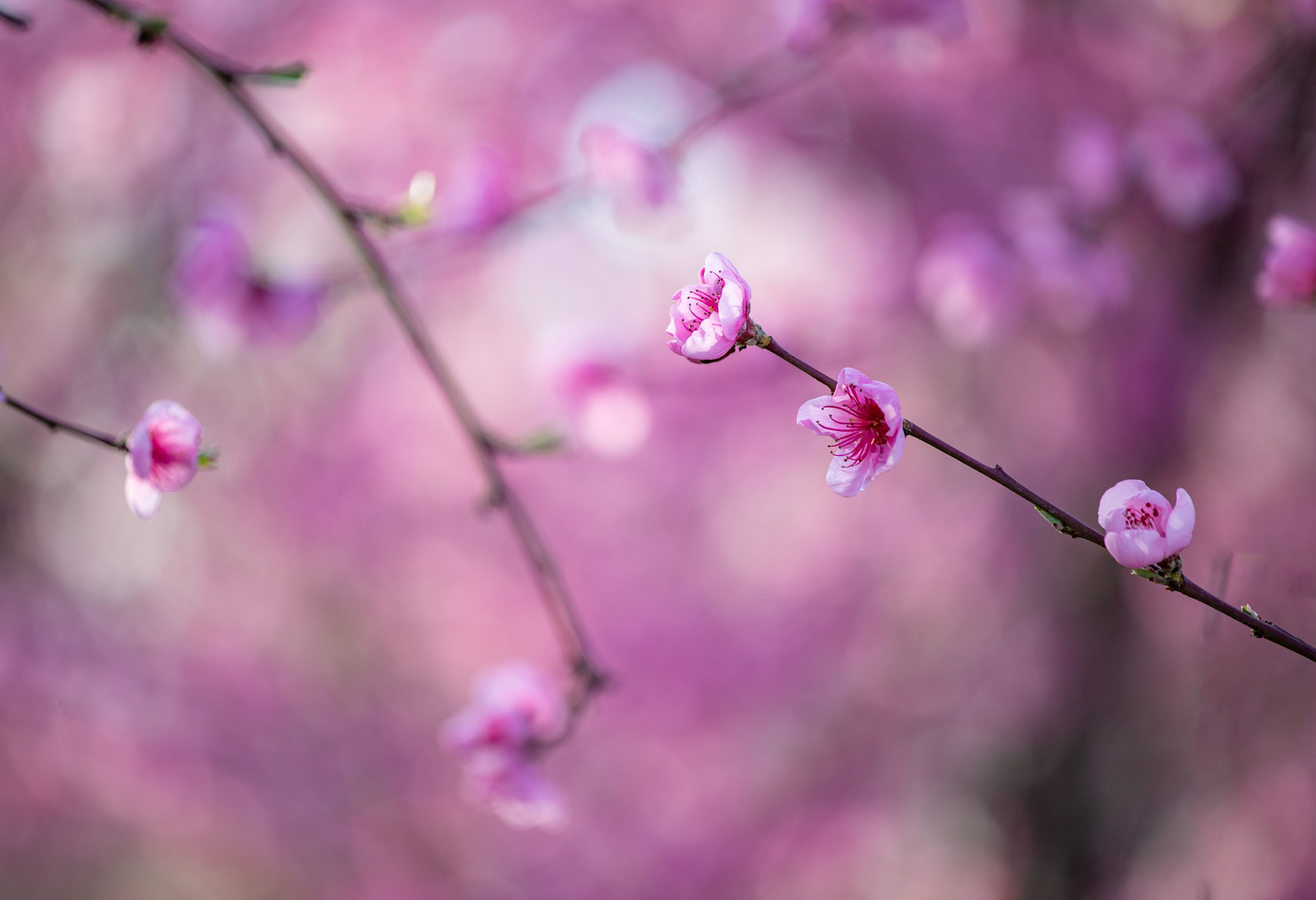 Rosa Frühlingsträume