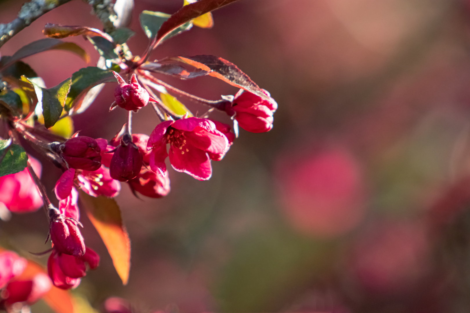 rosa Fruehlingstraum