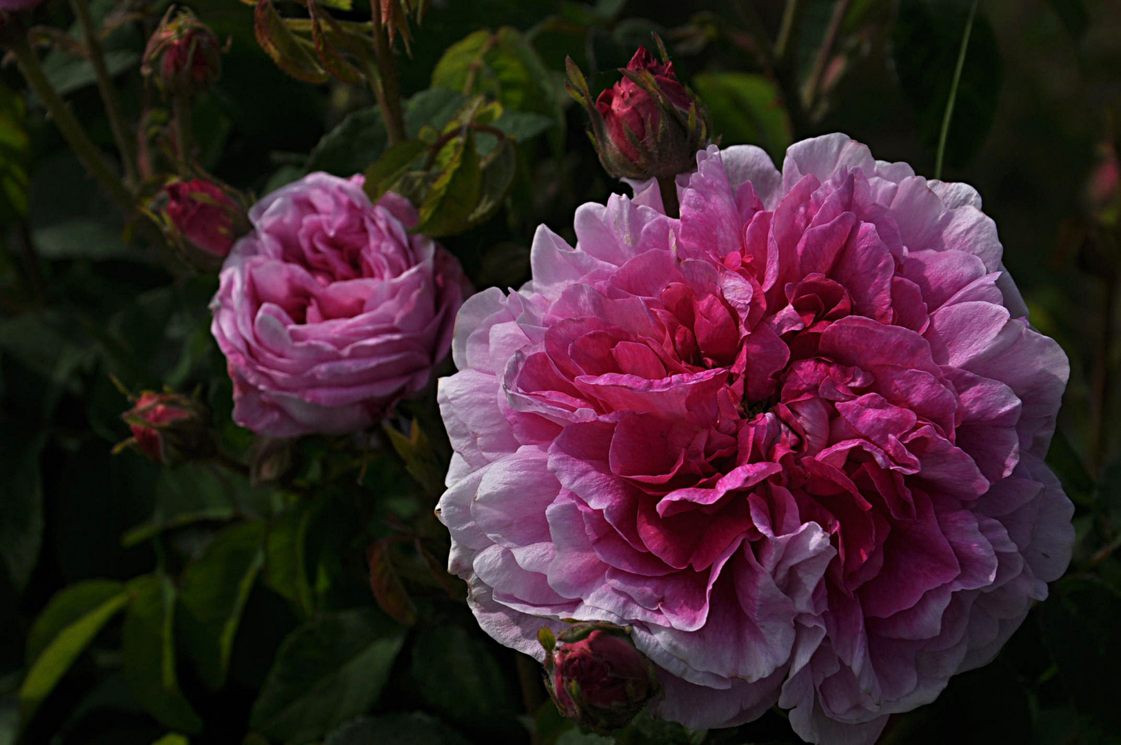 rosa gallica "Hol"