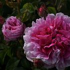 rosa gallica "Hol"