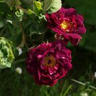 Rosa gallica 'Tuscany' 1583