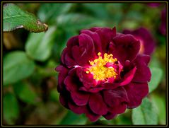 Rosa gallica "Tuscany"