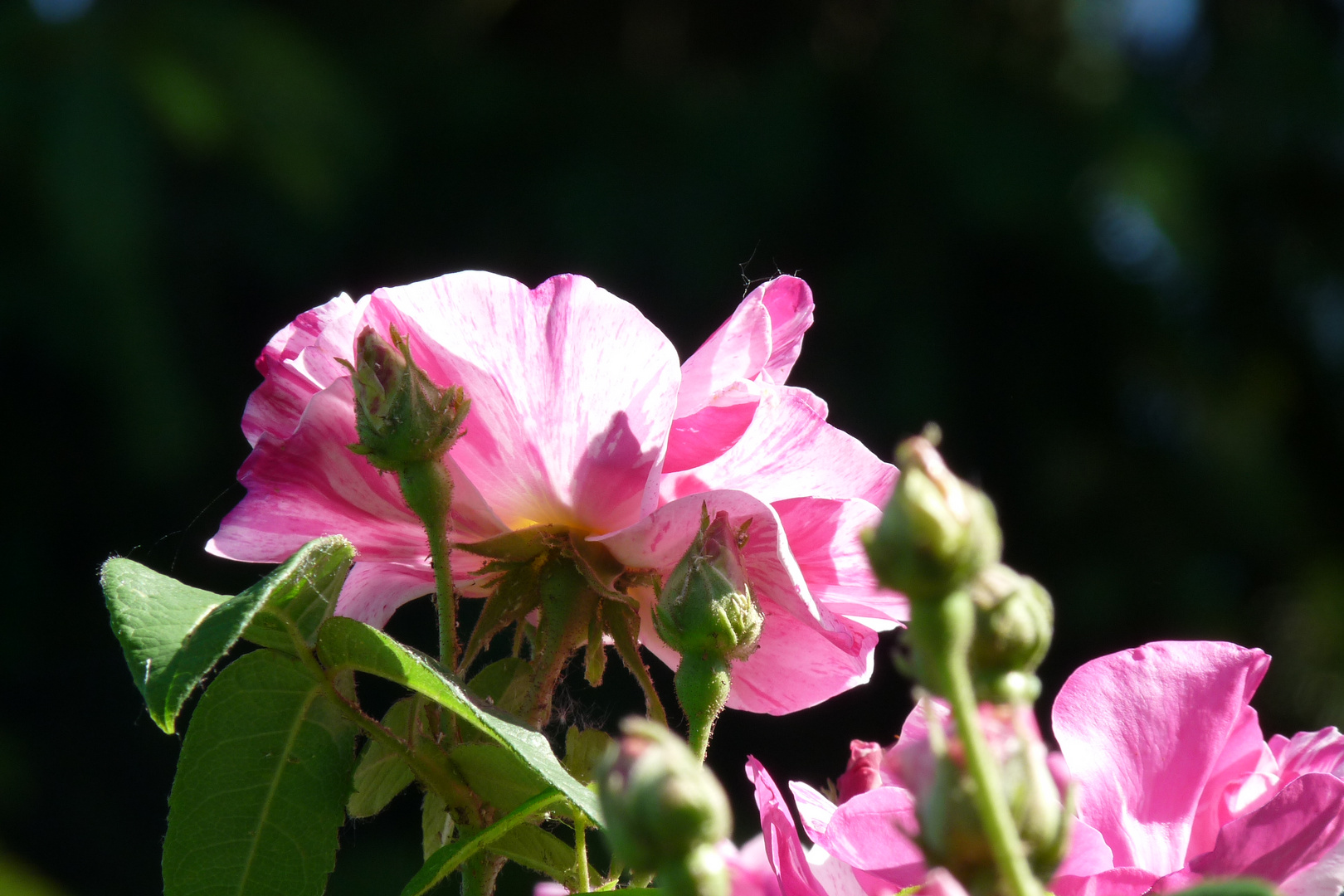 Rosa gallica Versicolor