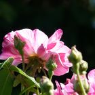 Rosa gallica Versicolor