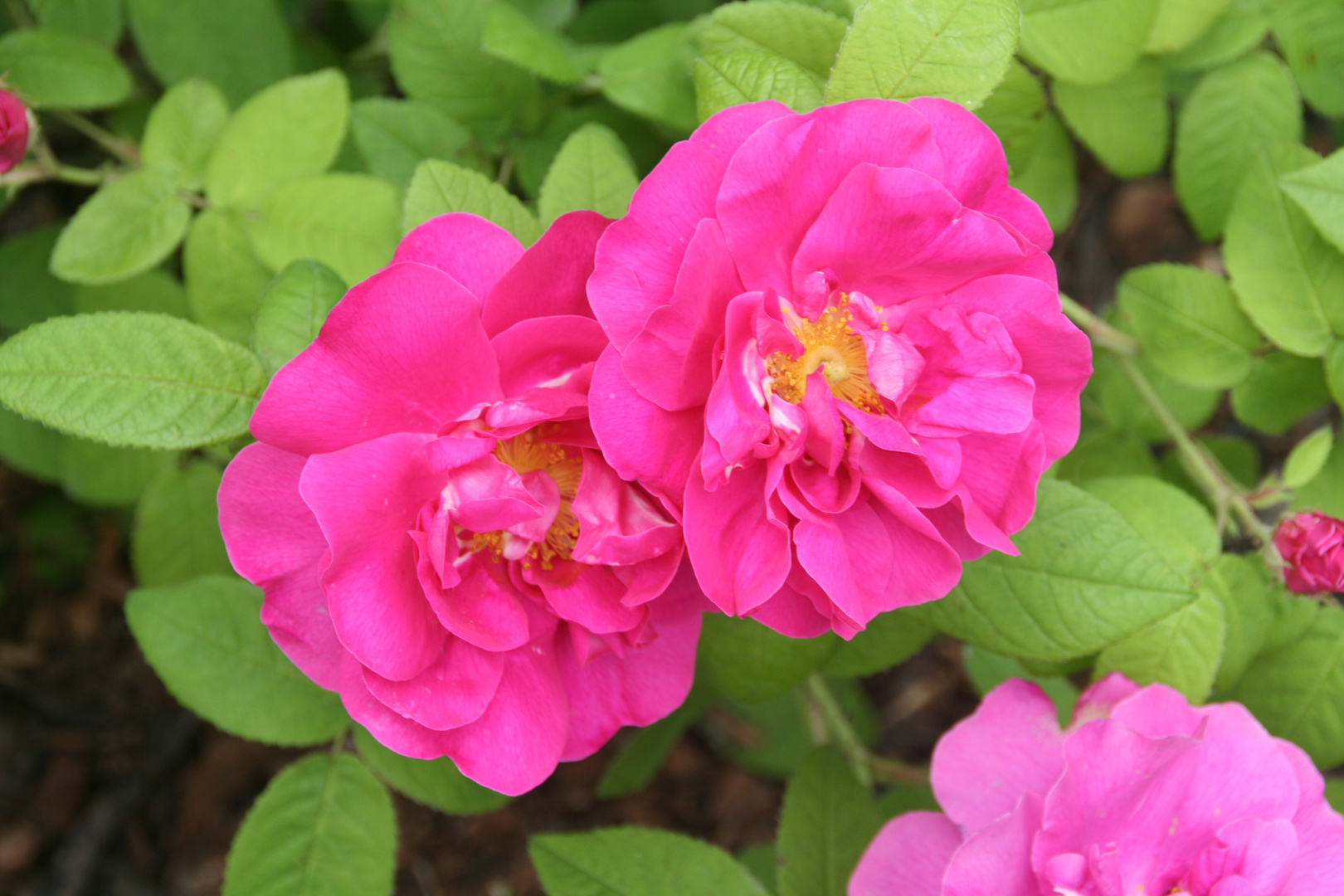 Rosa gallicia officinalis Heilrosen im Kräutergarten