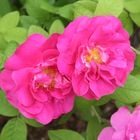 Rosa gallicia officinalis Heilrosen im Kräutergarten