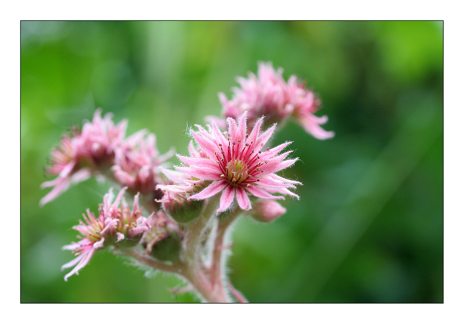 Rosa Gedanken