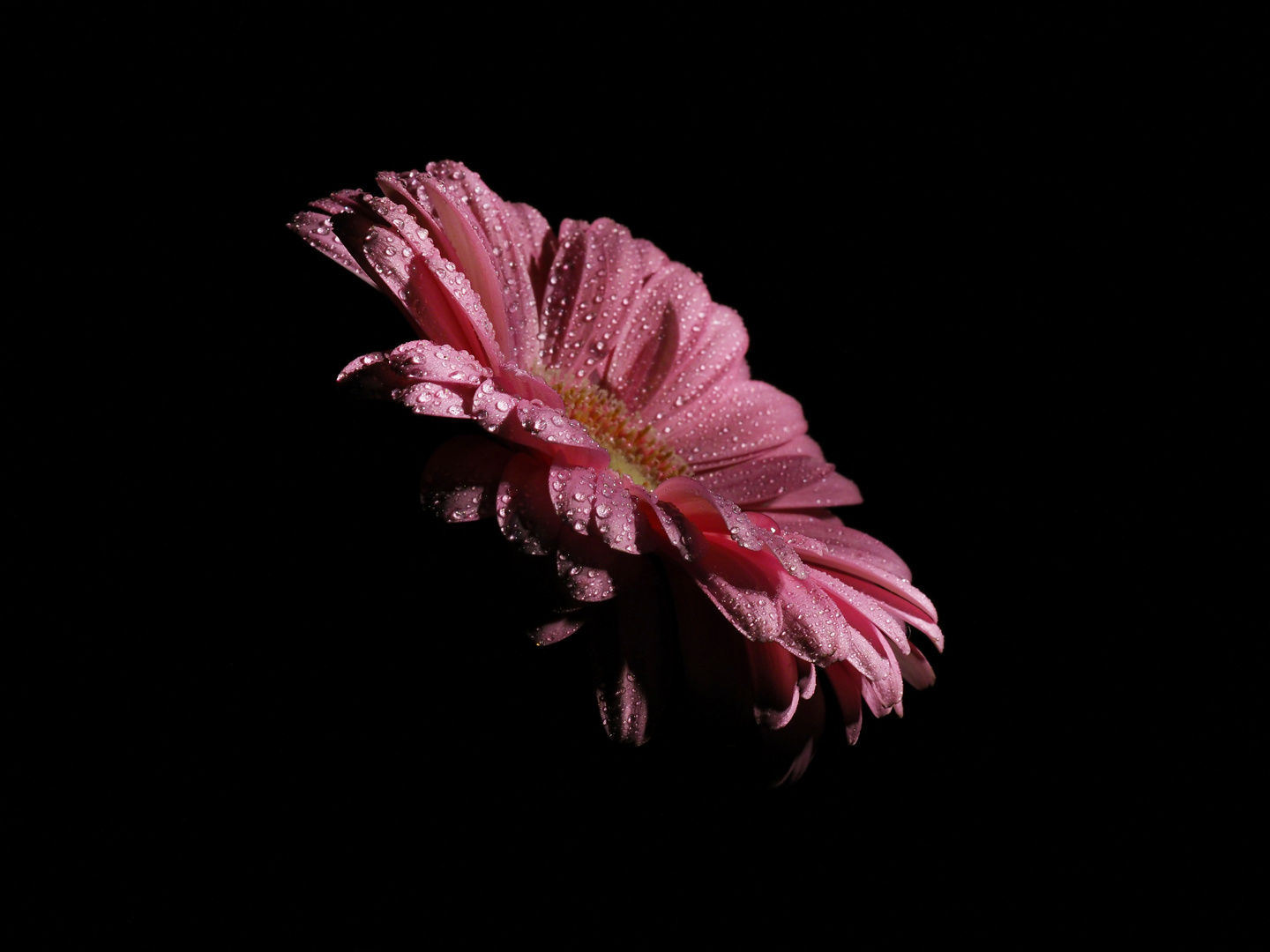 Rosa Gerbera