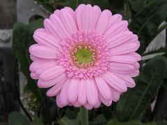 rosa Gerbera