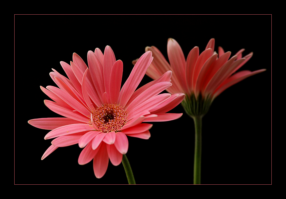 rosa Gerbera