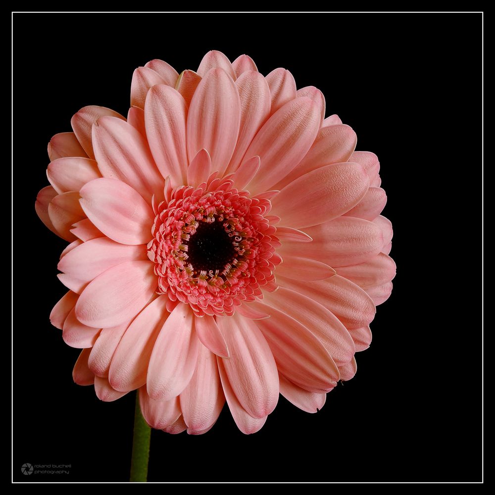 > rosa Gerbera <