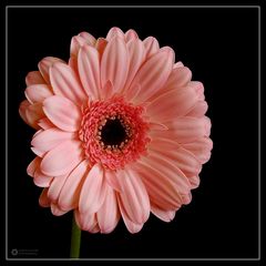 > rosa Gerbera <