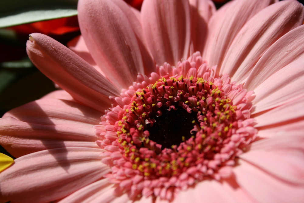 rosa Gerbera