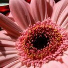 rosa Gerbera