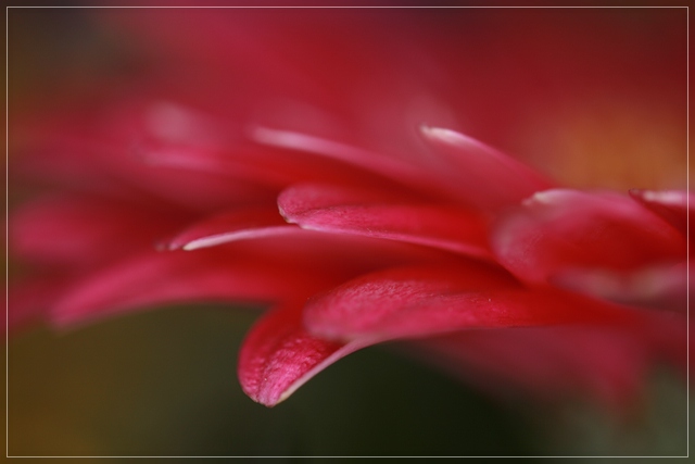 rosa Gerbera