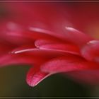 rosa Gerbera