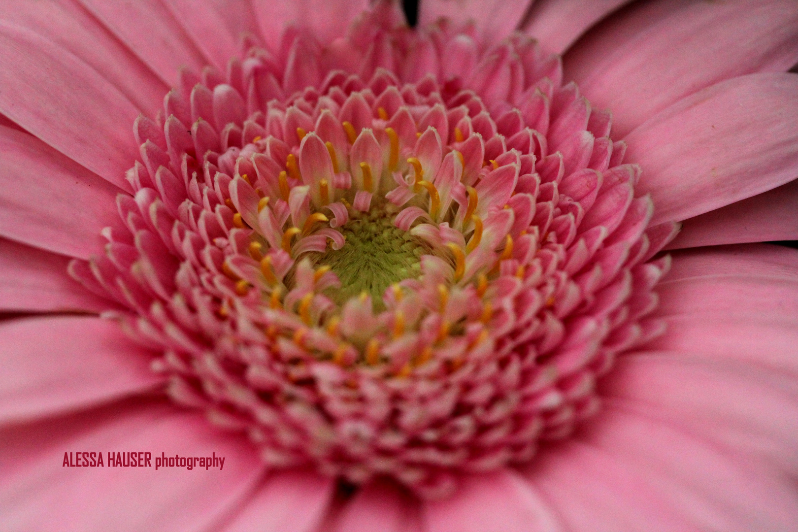 Rosa Gerbera