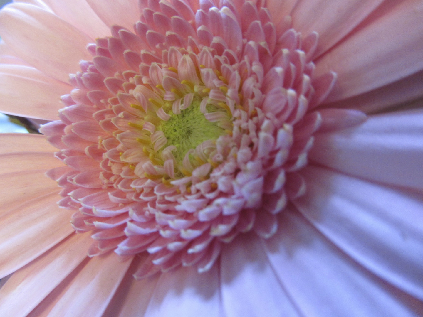 Rosa Gerbera