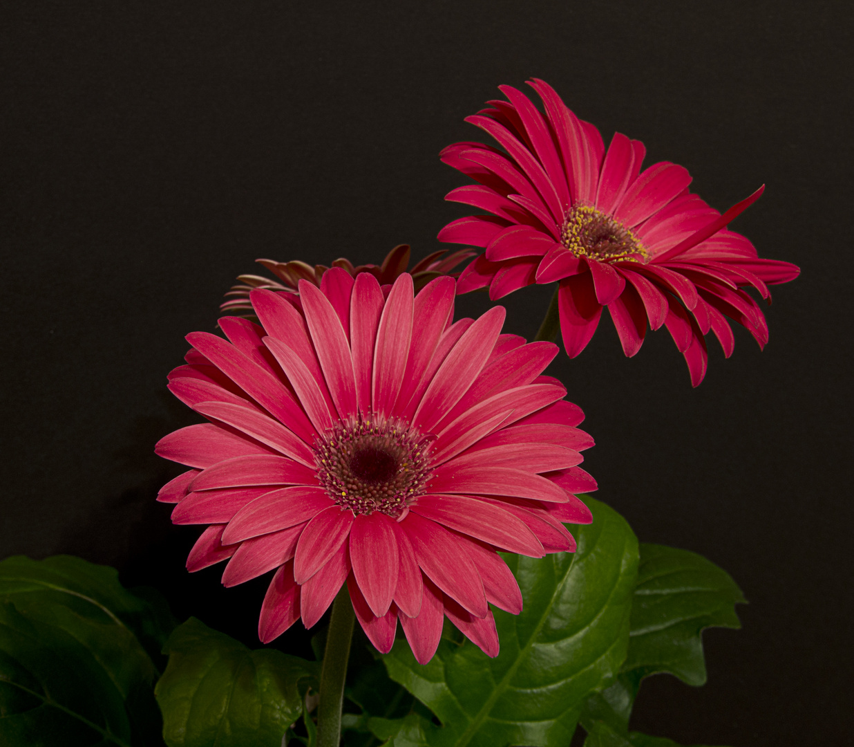 Rosa Gerbera