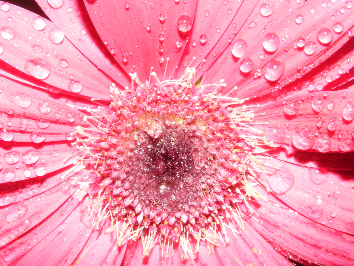 Rosa Gerbera schönes Motiv