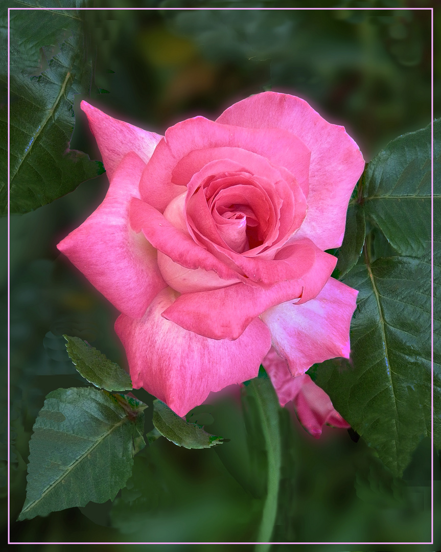 Rosa  Geschenk der Natur. 