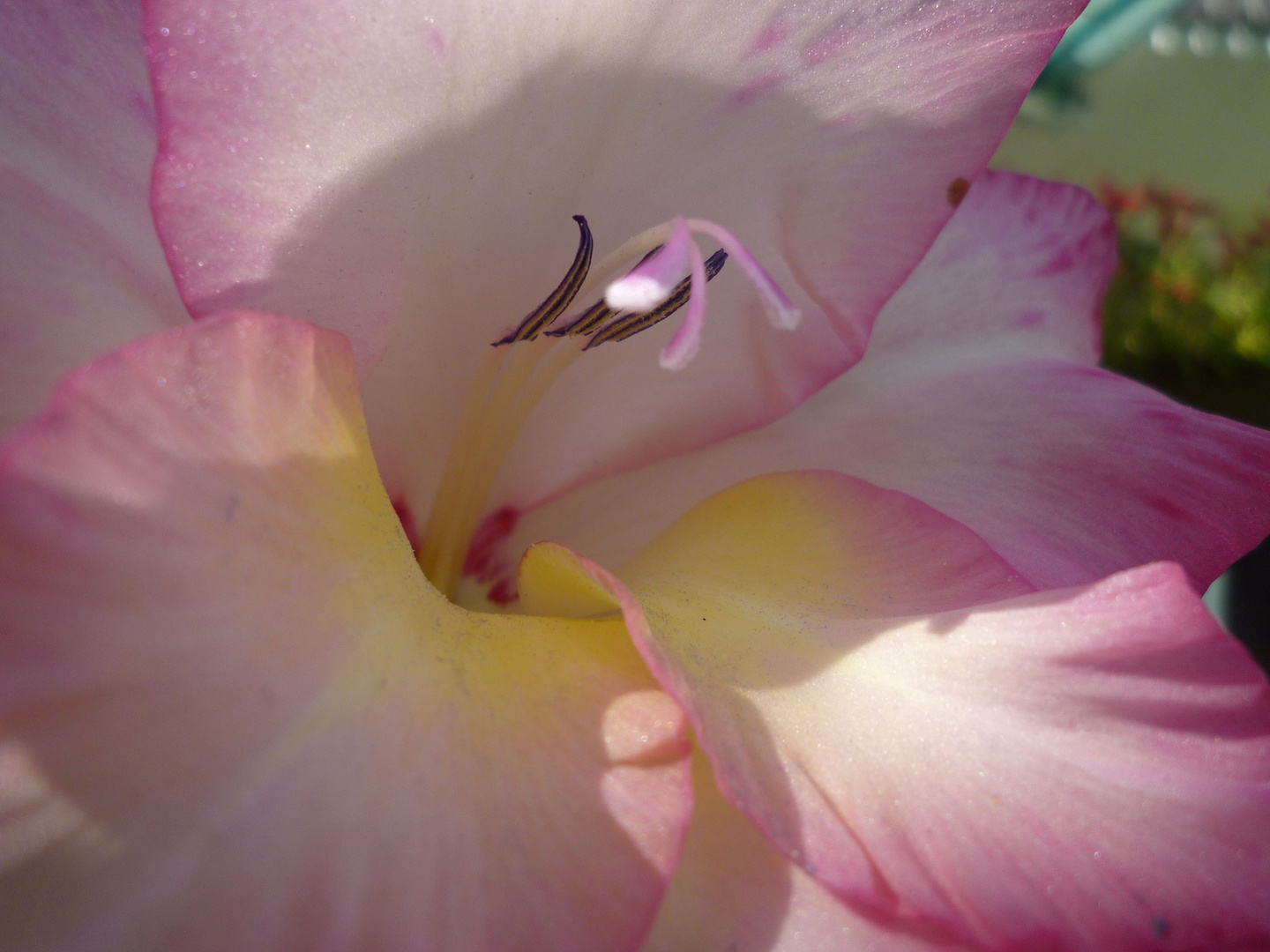 Rosa Gladiole