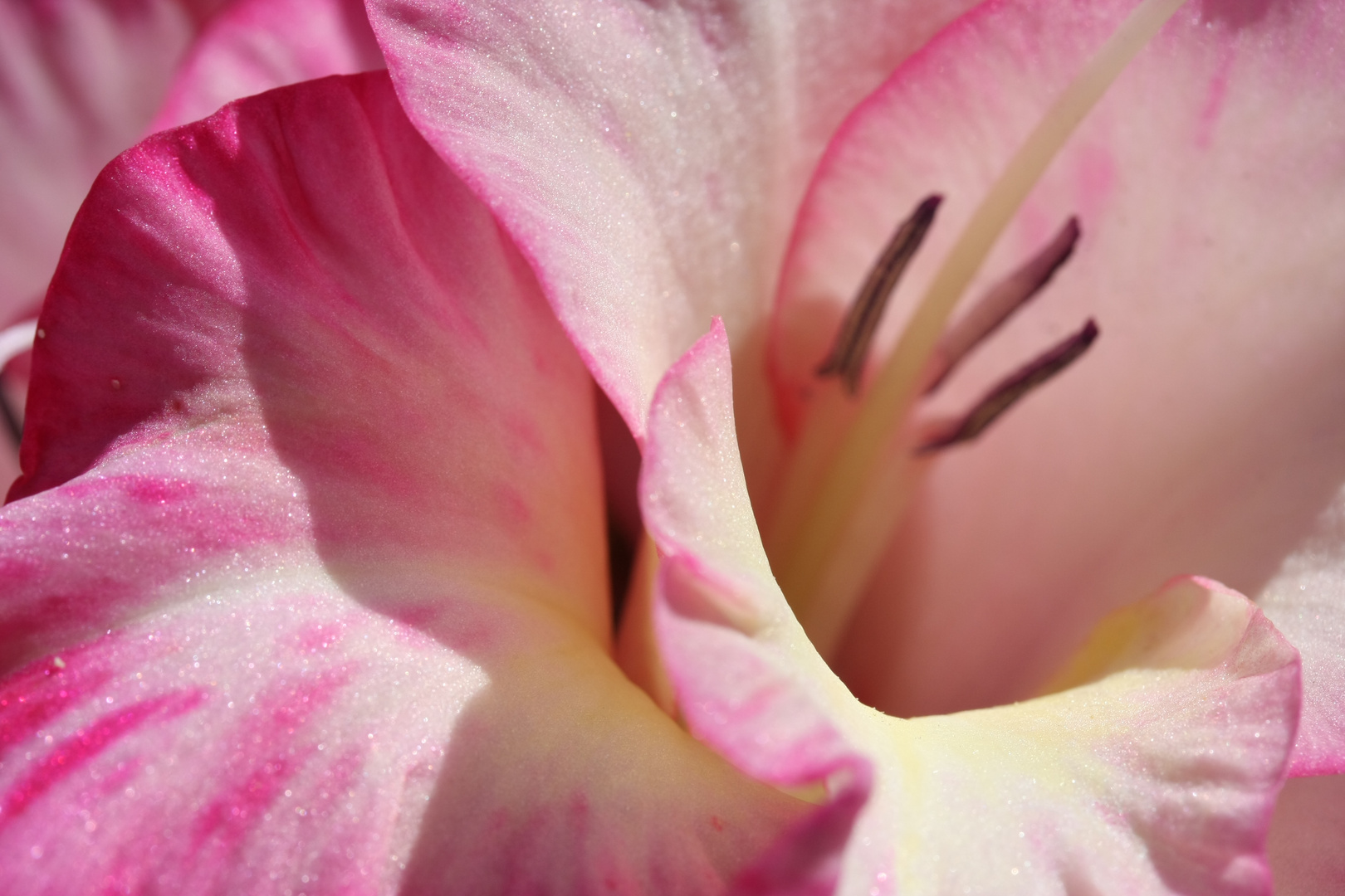 Rosa Gladiole