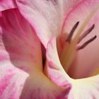 Rosa Gladiole