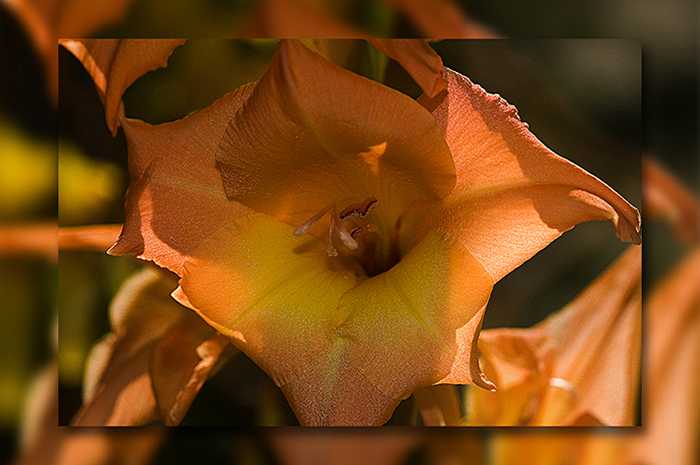 Rosa Gladiole