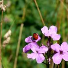 Rosa Glücksklee- Plümken zum Sonntag