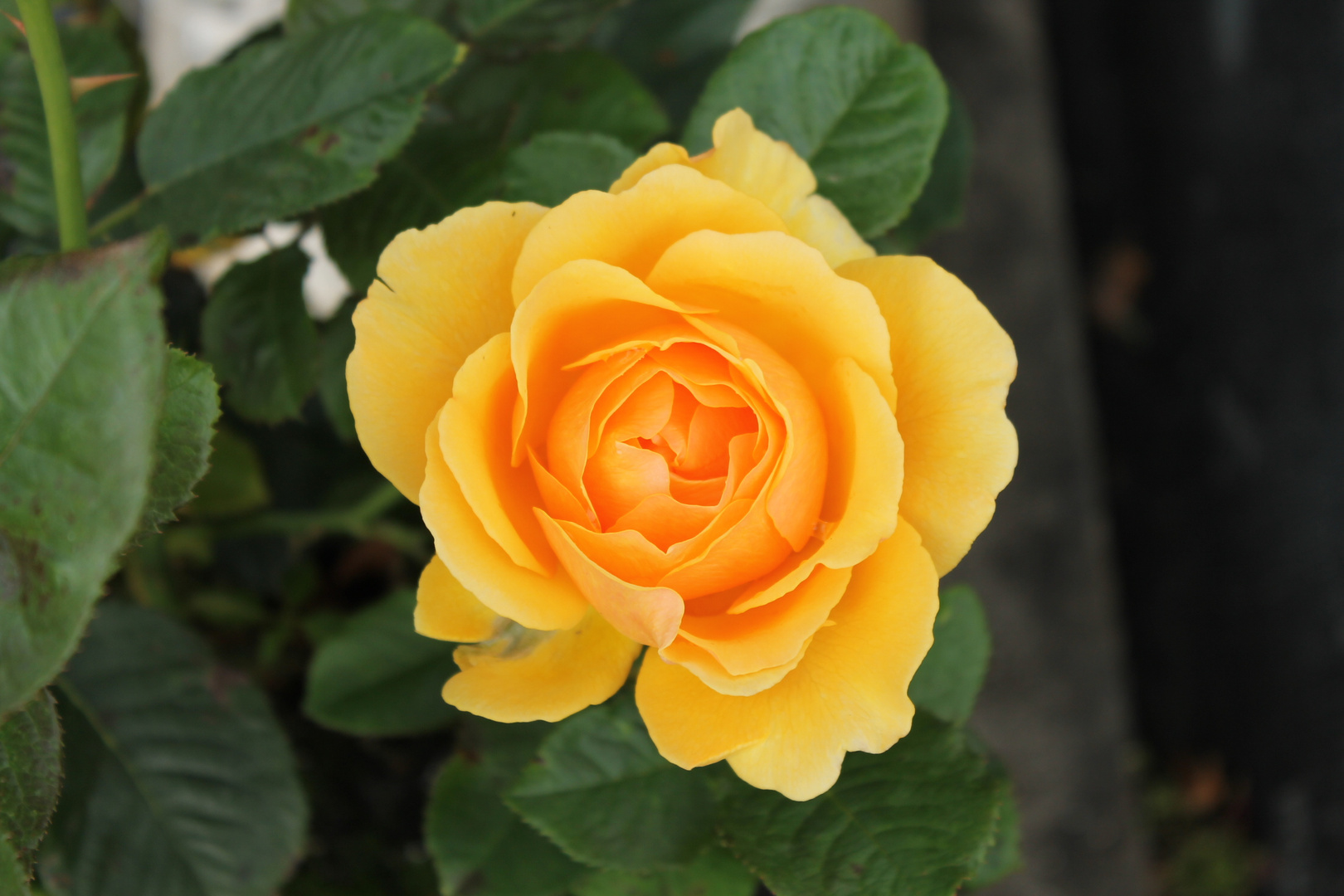 Rosa 'Goldelse'