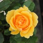 Rosa 'Goldelse'